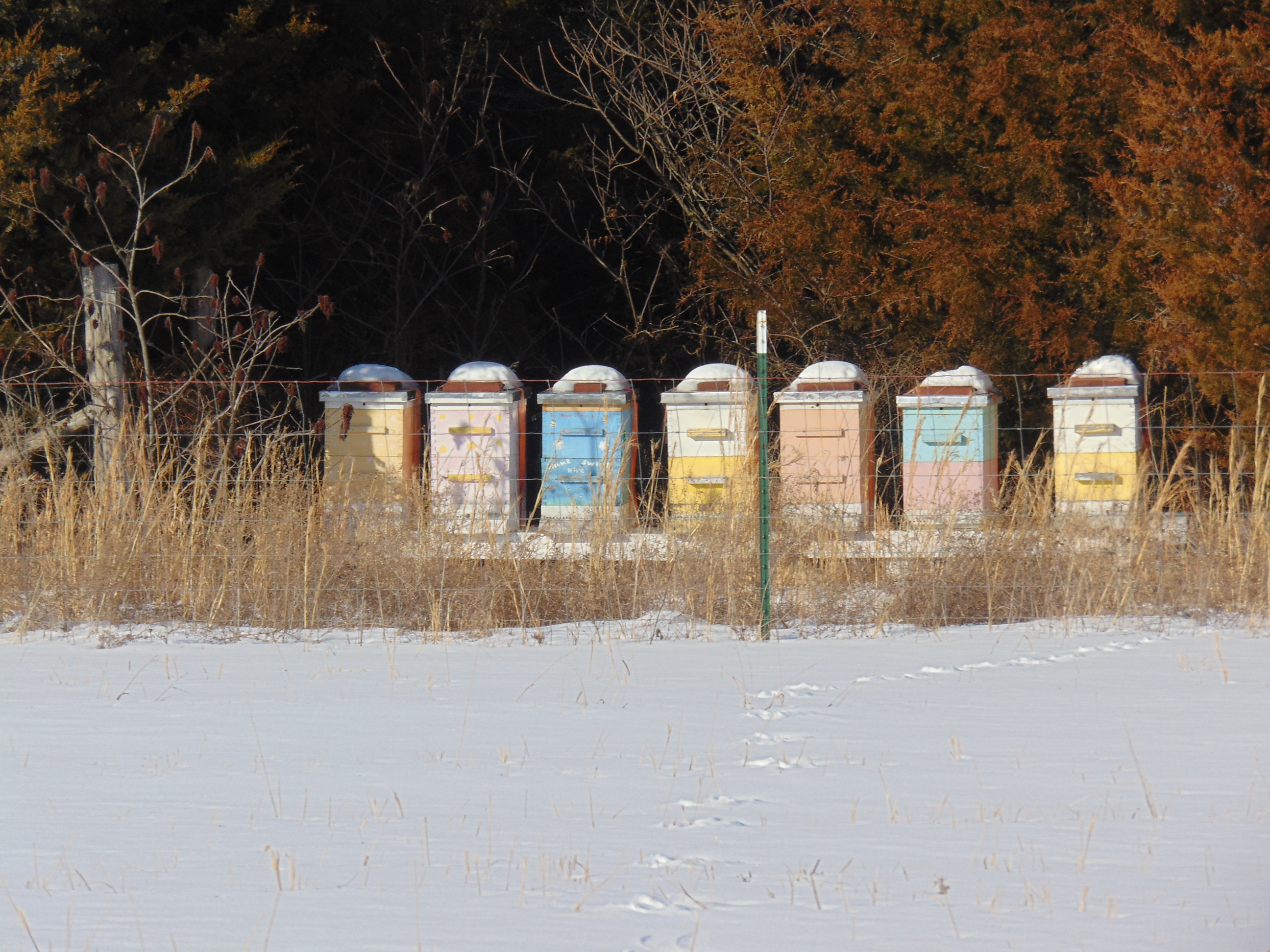 snowy beehives