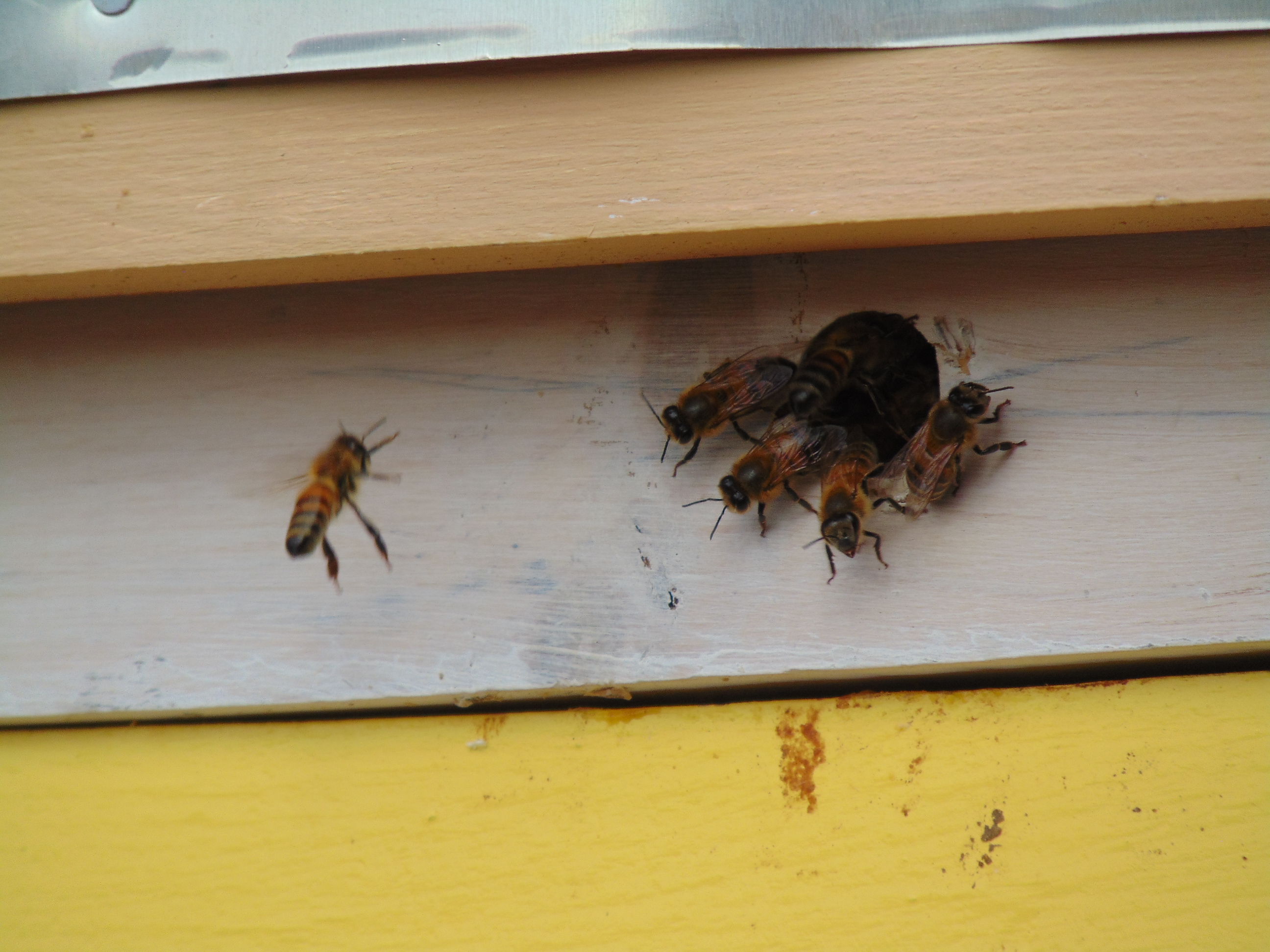 bee arriving to hive entrance